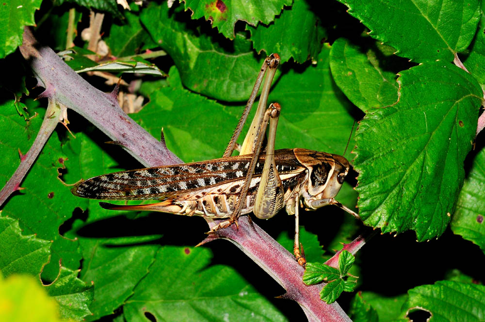 Cavalletta da identificare